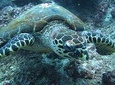 Snorkelling in Padang Bai
