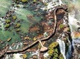 Itaipu Dam & Bird Park & Iguassu Falls Brazilian Side - Private Tour