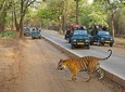 8 Days Golden Triangle Tour with Ranthambore. { Taj ,Tigers & More}