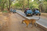 8 Days Golden Triangle Tour with Ranthambore. { Taj ,Tigers & More}
