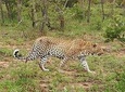 Zimbabwe Wildlife Safari Tour 12 Days 
