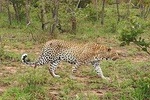 Zimbabwe Wildlife Safari Tour 12 Days 