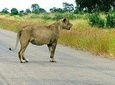 Pilanesberg open safari vehicle experience