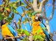 Birdwatching National Aviary Cartagena de Indias