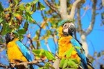 Birdwatching National Aviary Cartagena de Indias
