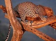 1 Day Tsavo East Safari ( Minimum 2 Pax)