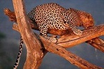 1 Day Tsavo East Safari ( Minimum 2 Pax)