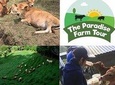 Visit a sustainable farm