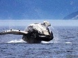 Whale Watching Cruise From Tadoussac or Baie-Ste-Catherine