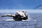 Whale Watching Cruise From Tadoussac or Baie-Ste-Catherine