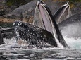 Superior Whale Watching - More time on the water!