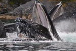 Superior Whale Watching - More time on the water!
