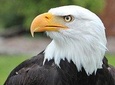 Sitka Scenic Tour- Premium - Alaska Raptor Center, Fortress of the Bears,Totems!