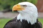 Sitka Scenic Tour- Premium - Alaska Raptor Center, Fortress of the Bears,Totems!