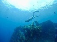Discover Scuba Diving in Tulamben