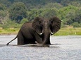 Chobe Full Day Safari Trip