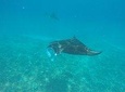 Discover Scuba Diving in Nusa Penida - Manta Point