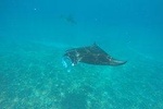 Discover Scuba Diving in Nusa Penida - Manta Point