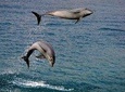 Dumaguete Dolphin Watching & Manjuyod Sandbar 