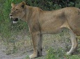 5 Nights Hwange and Matopo National Park Safari Tour