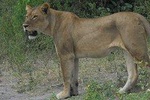 5 Nights Hwange and Matopo National Park Safari Tour