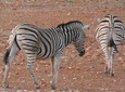 4 Day Etosha Safari Private Guided Tour Namibia