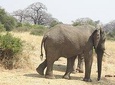 SELOUS GAME RESERVE, MIKUMI AND RUAHA NATIONAL PARK, UDZUNGWA MOUNTAIN 10 DAYS