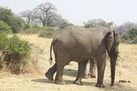 SELOUS GAME RESERVE, MIKUMI AND RUAHA NATIONAL PARK, UDZUNGWA MOUNTAIN 10 DAYS