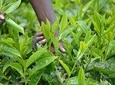 Full day Riara Tea Farm Tour From Nairobi