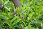 Full day Riara Tea Farm Tour From Nairobi