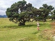 Fanal Ancient Forest Running Tour (Easy-Moderate)