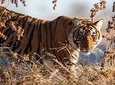 5 Days Golden Triangle Tour with Ranthambore Delhi Agra Jaipur Ranthambore tour