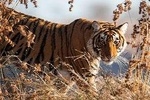 5 Days Golden Triangle Tour with Ranthambore Delhi Agra Jaipur Ranthambore tour