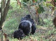 3 Days Gorilla Safaris in Bwindi Uganda