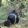 3 Days Gorilla Safaris in Bwindi Uganda