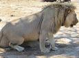 3 NIGHTS HWANGE NATIONAL PARK & VICTORIA FALLS SAFARI