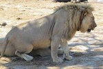 3 NIGHTS HWANGE NATIONAL PARK & VICTORIA FALLS SAFARI