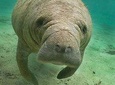 Manatee Sightseeing Eco-Tourism Tour Adventure