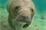 Manatee Sightseeing Eco-Tourism Tour Adventure