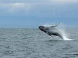 Whale Watching & Wildlife Viewing Excursion 