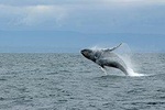 Whale Watching & Wildlife Viewing Excursion 