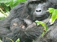 4 Days Gorilla experience Uganda