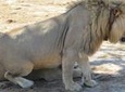 CHOBE WILDLIFE DAY SAFARI EXTENDED