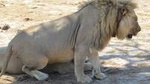 CHOBE WILDLIFE DAY SAFARI EXTENDED