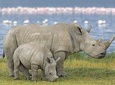Lake Nakuru National Park Day Tour from Nairobi Kenya