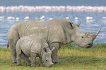 Lake Nakuru National Park Day Tour from Nairobi Kenya