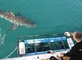 Shark cage diving & viewing tours in Gansbaai