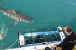Shark cage diving & viewing tours in Gansbaai