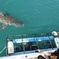 Shark cage diving & viewing tours in Gansbaai