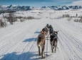 Dog Sledding - Subarctic Wilderness Tour